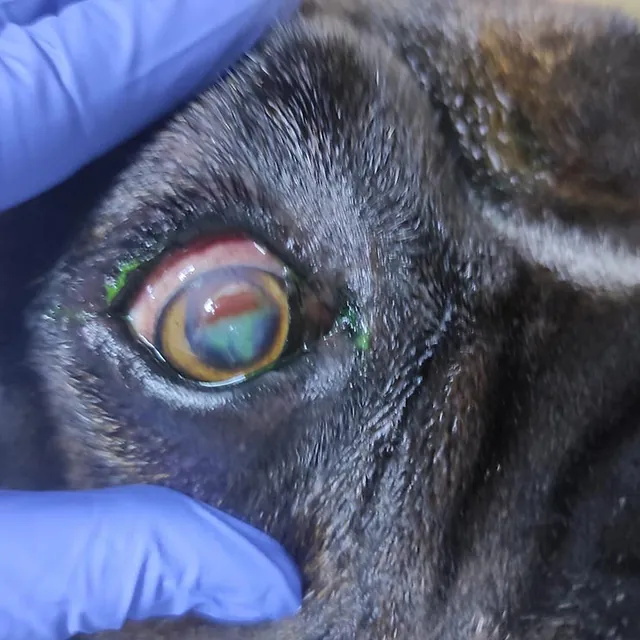 Clinica Veterinaria las Viñas examinado ojo de perro