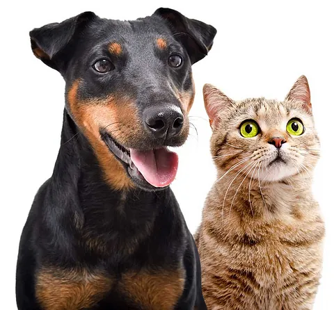 Perro y gato