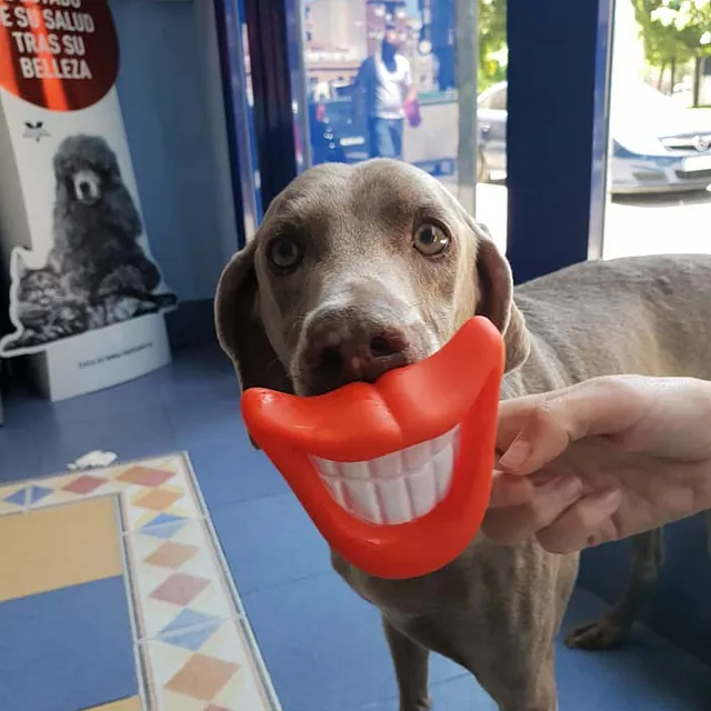 Clinica Veterinaria las Viñas mascota con accesorio