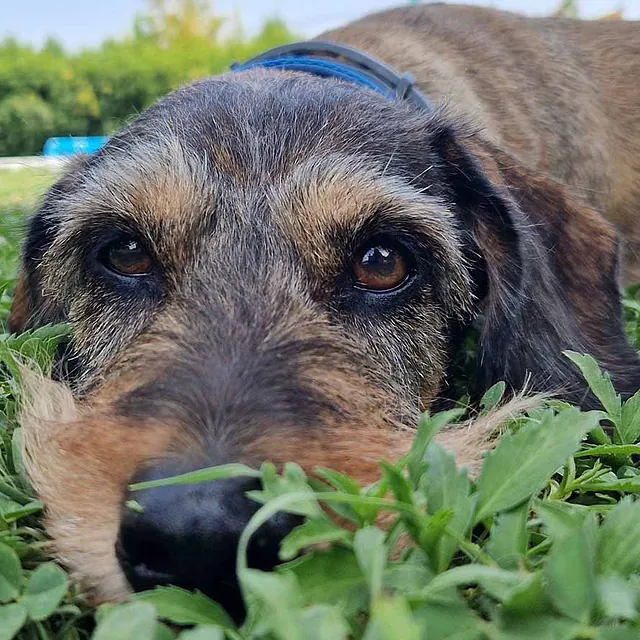 Clinica Veterinaria las Viñas perro en el pasto