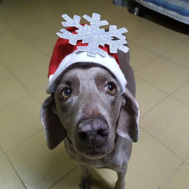 Clinica Veterinaria las Viñas perro con accesorios