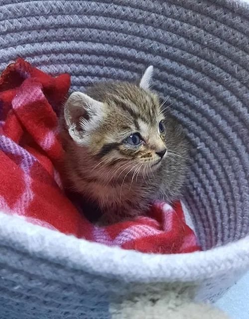 Clinica Veterinaria las Viñas gato en canasta