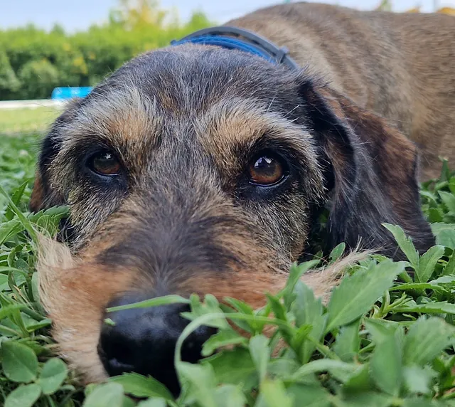 Clinica Veterinaria las Viñas perro en hospitalización